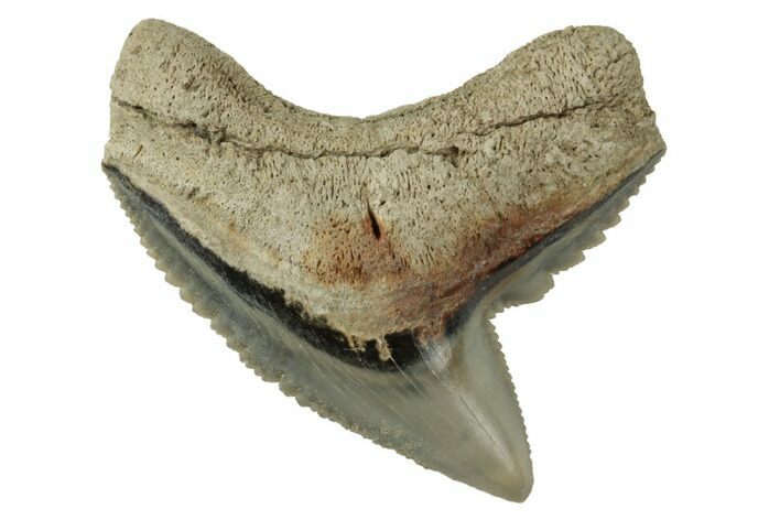 Fossil Tiger Shark (Galeocerdo) Tooth - Aurora, NC #195031
